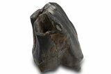 Fossil Woolly Rhino (Coelodonta) Tooth - Siberia #316651-1